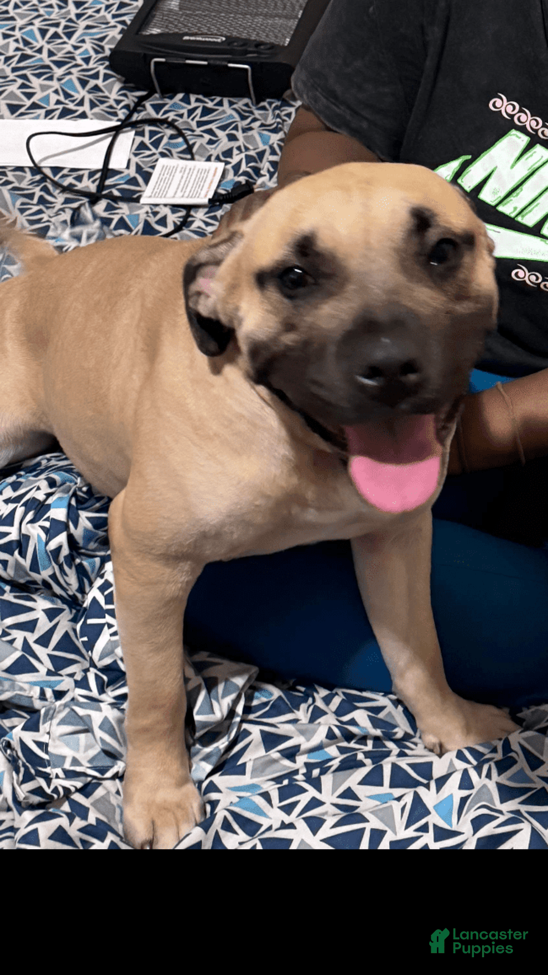 Gallery Image {{count}}