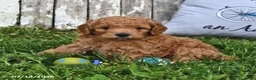 Goldendoodle dogs for sale: Becky - Ad 4