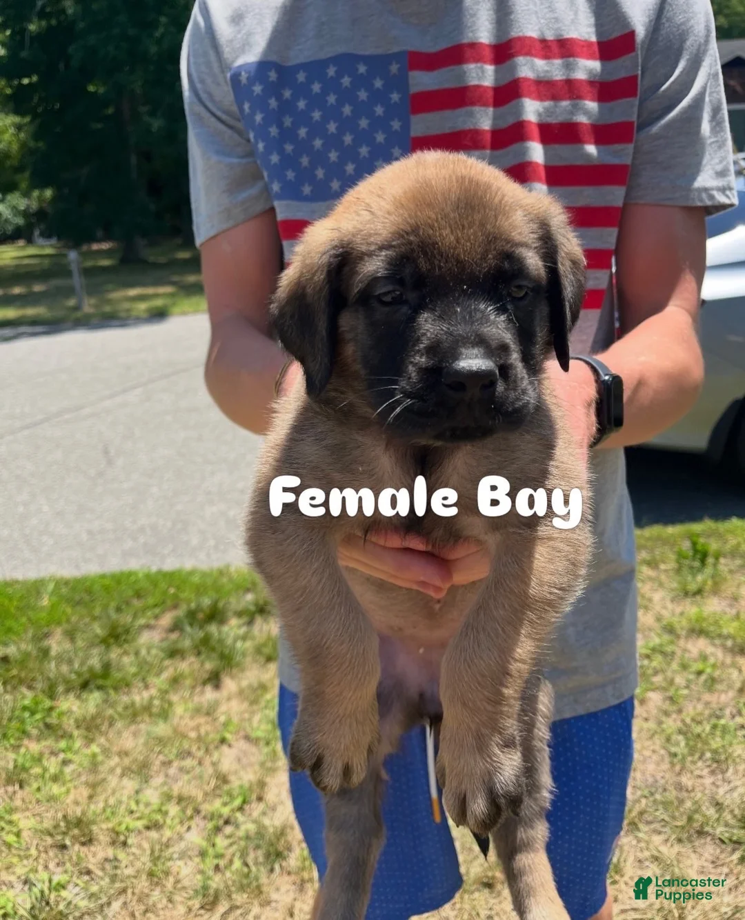 English Mastiff dogs for sale: Bay - Ad 2