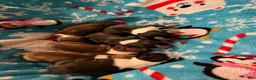 Boston Terrier dogs for sale: Sleepy-Brindle& white - Ad 12