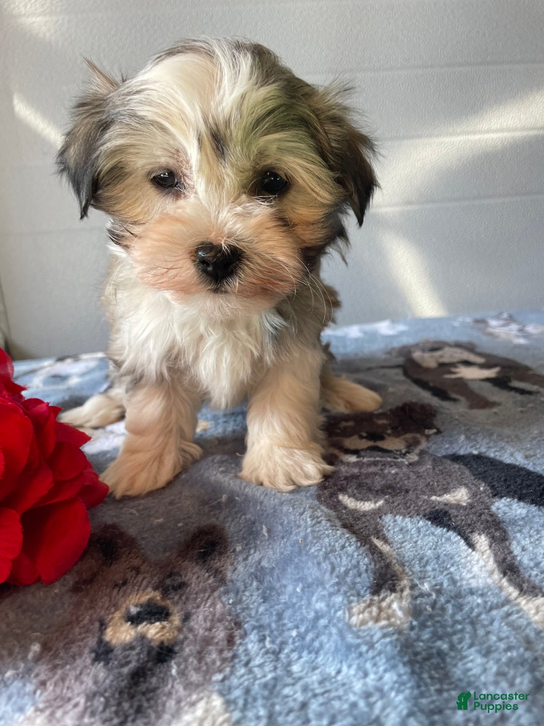 Havanese dogs for sale: Holly - Ad 1