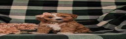 Cavapoo dogs for sale: Tracy - Ad 1