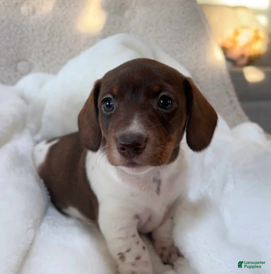 Miniature Dachshund dogs for sale: Doxy - Ad 1