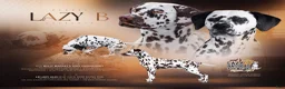 Dalmatian dogs for sale: Dalmatian Puppy 1 - Ad 3