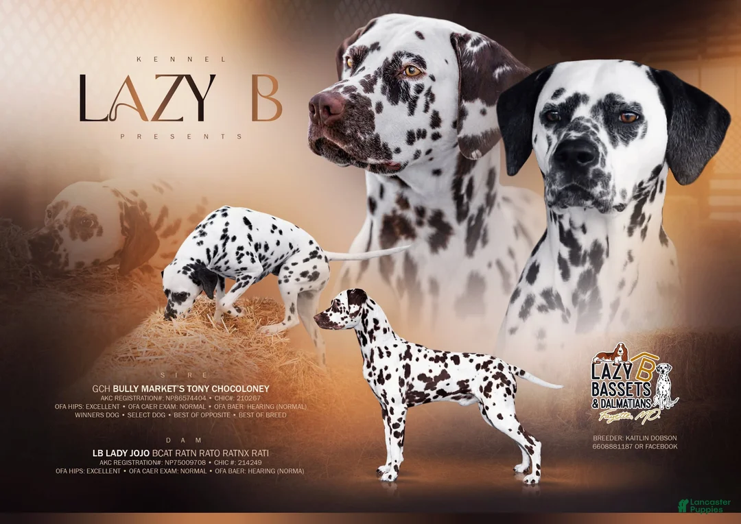 Dalmatian dogs for sale: Dalmatian Puppy 1 - Ad 3