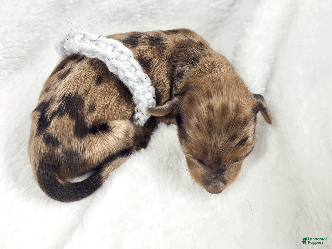 Miniature Dachshund dogs for sale: Orchid - Ad 2