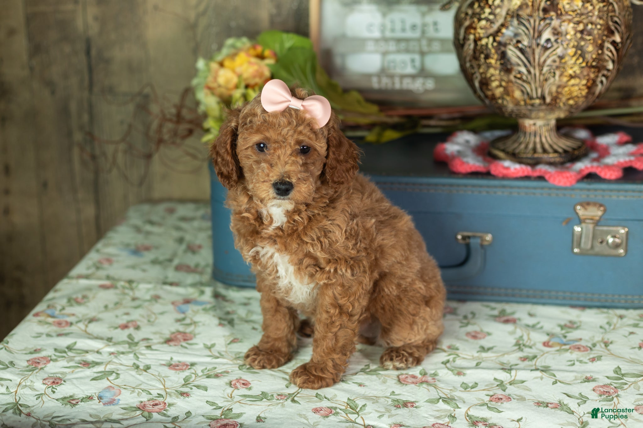 Mixed Breed dogs Elise - Ad 16