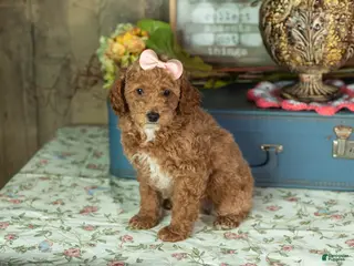 Mixed Breed dogs Elise - Ad 16