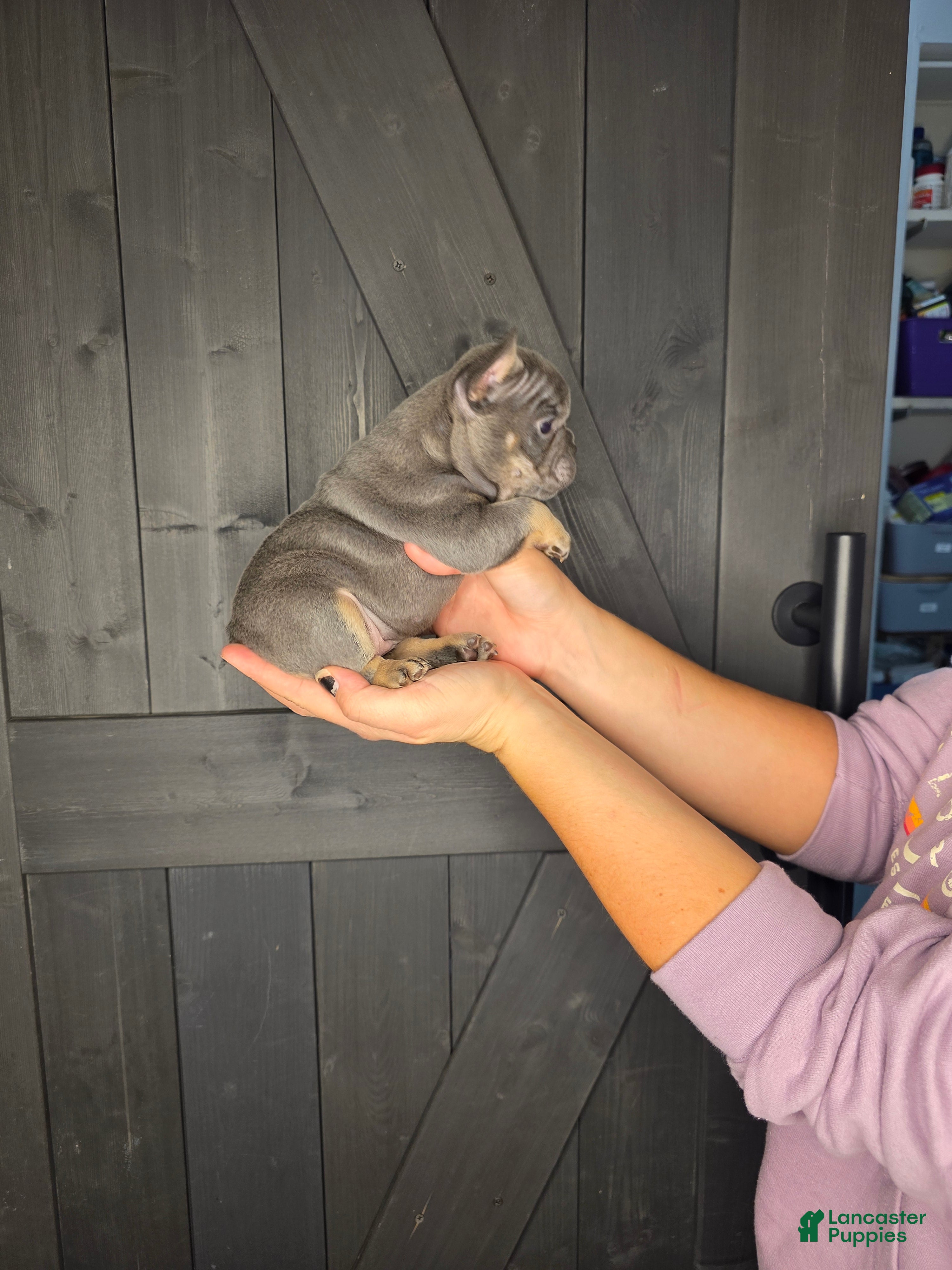 French Bulldog dogs French Bulldog Puppy 6 - Ad 39