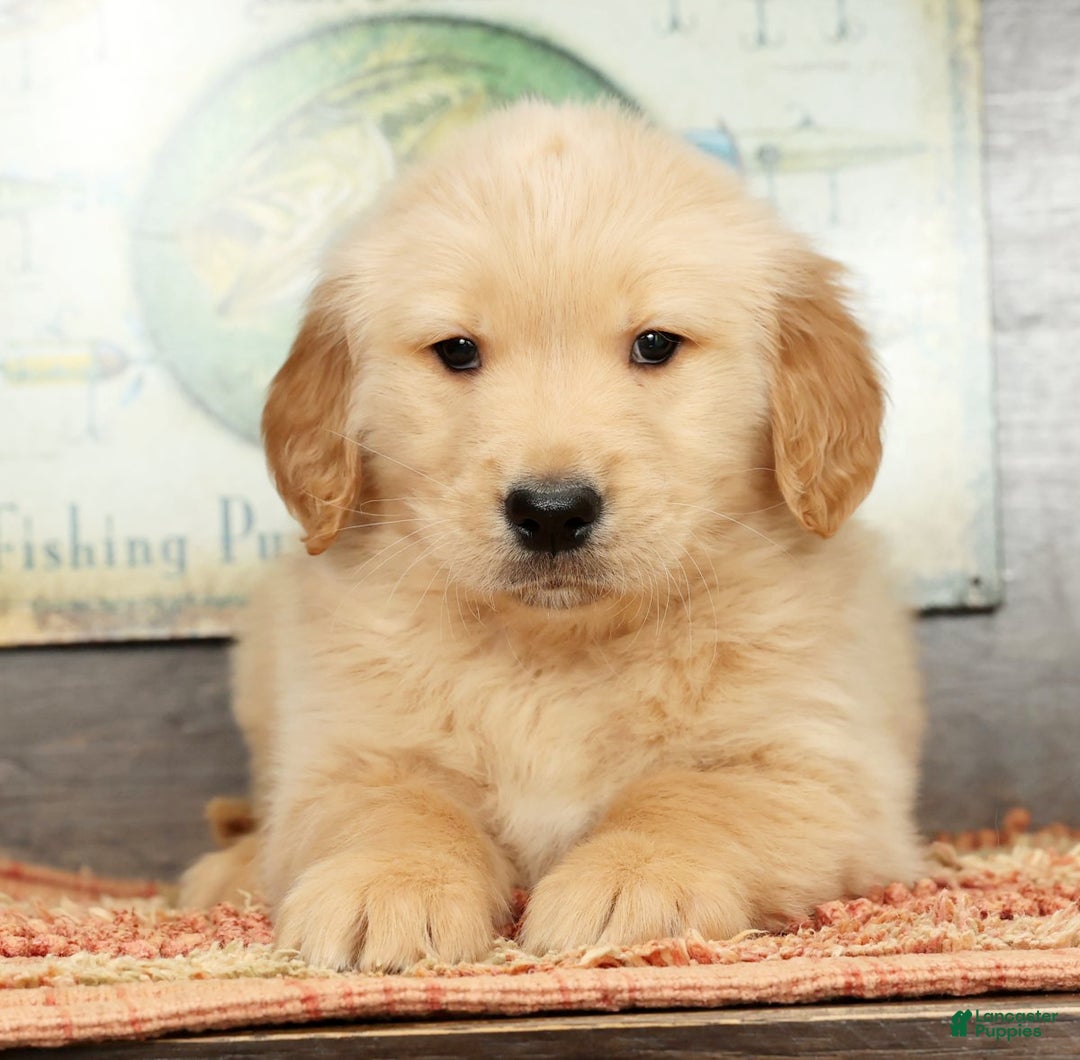 Golden Retriever dogs for sale: Boomer - Ad 2