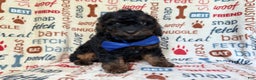 Cockapoo dogs for sale: Pecan - Ad 1