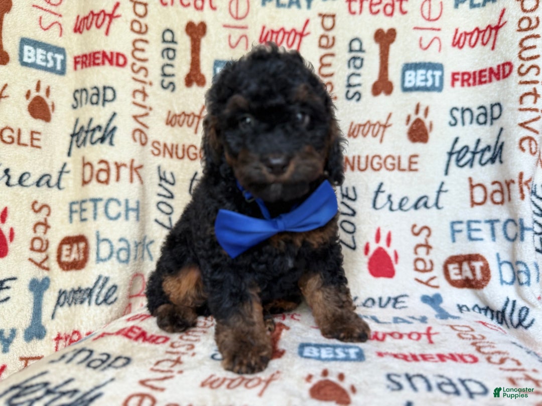 Cockapoo dogs for sale: Pecan - Ad 1