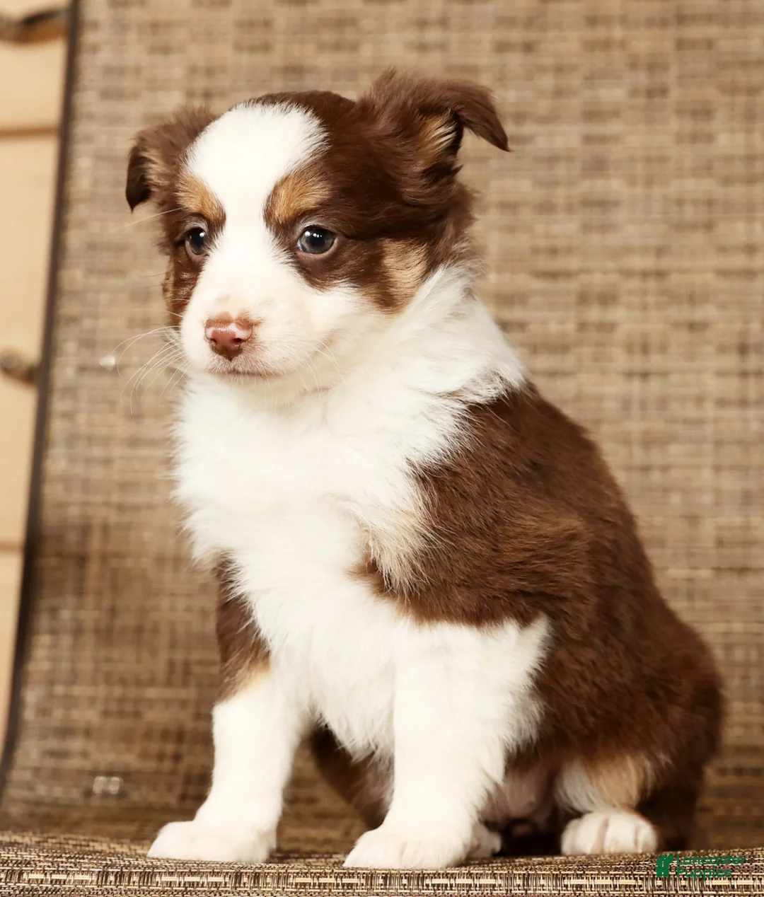 Miniature Australian Shepherd dogs for sale: Cocoa - Ad 8