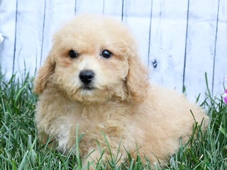 Bichpoo dogs - Ad 14