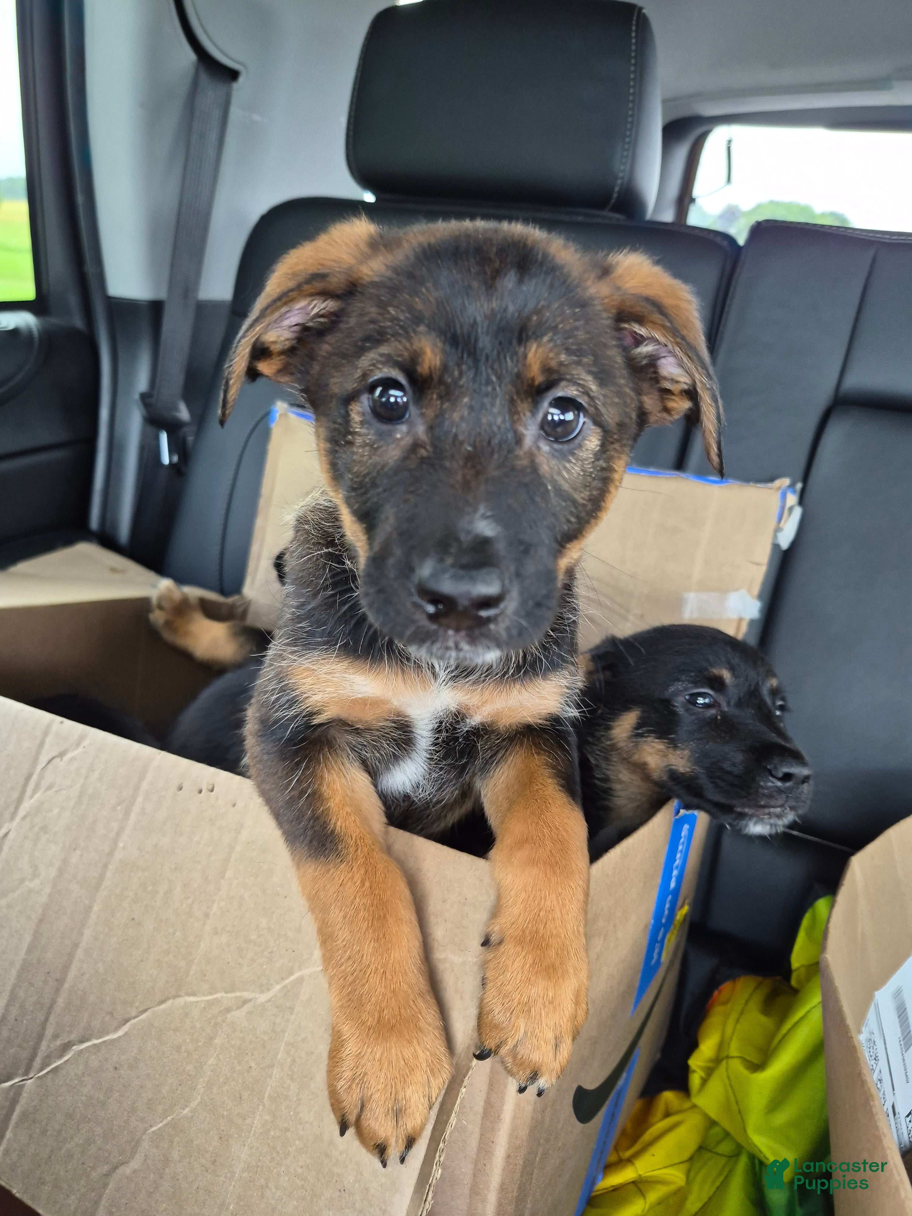 Mixed Breed dogs Mixed Breed 6 - Ad 1