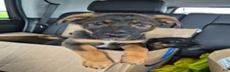 Mixed Breed dogs for sale: Mixed Breed 6 - Ad 1
