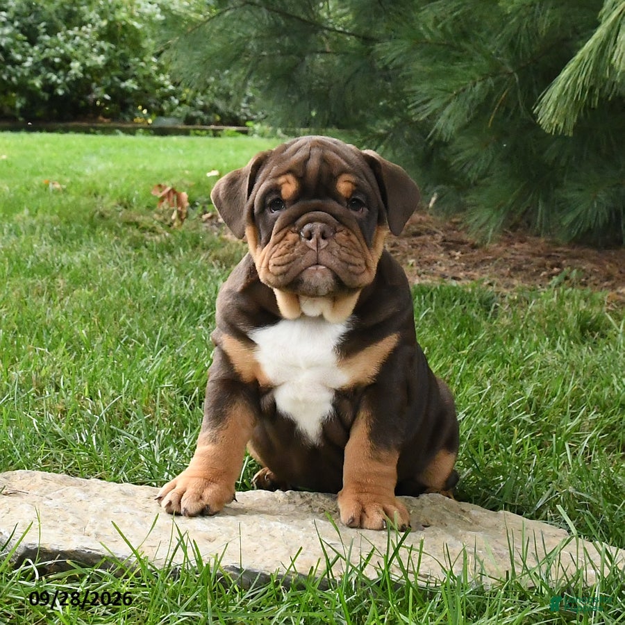 English Bulldog dogs Dixie - Ad 1