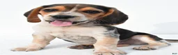 Beagle dogs for sale: Andy - Ad 10