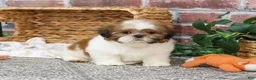 Shih Tzu dogs for sale: Dover  - Ad 6