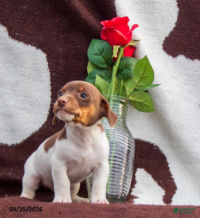 Jack Russell Terrier dogs Mike - Ad 2