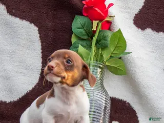 Jack Russell Terrier dogs Mike - Ad 2