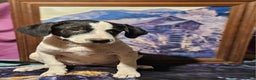 Border Collie dogs for sale: Dolly - Ad 7