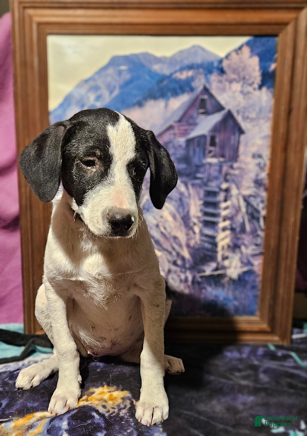 Border Collie dogs for sale: Dolly - Ad 7