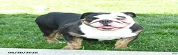 English Bulldog dogs for sale: Belle - Ad 6