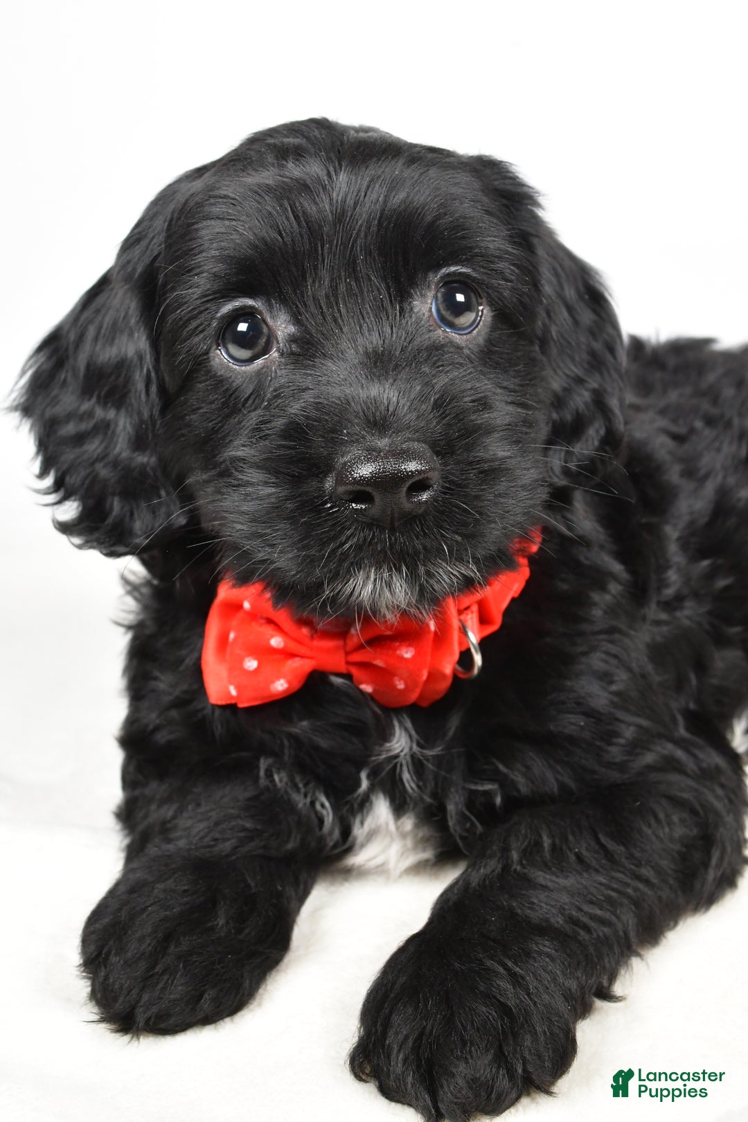 Cockapoo dogs for sale: Carter - Ad 5