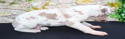 Great Dane dogs for sale: Apollo - Ad 11