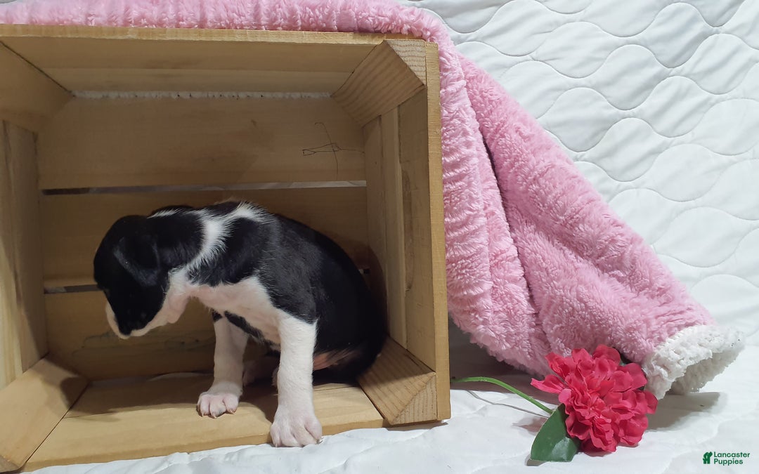 Boxer dogs for sale: Lucy  - Ad 3