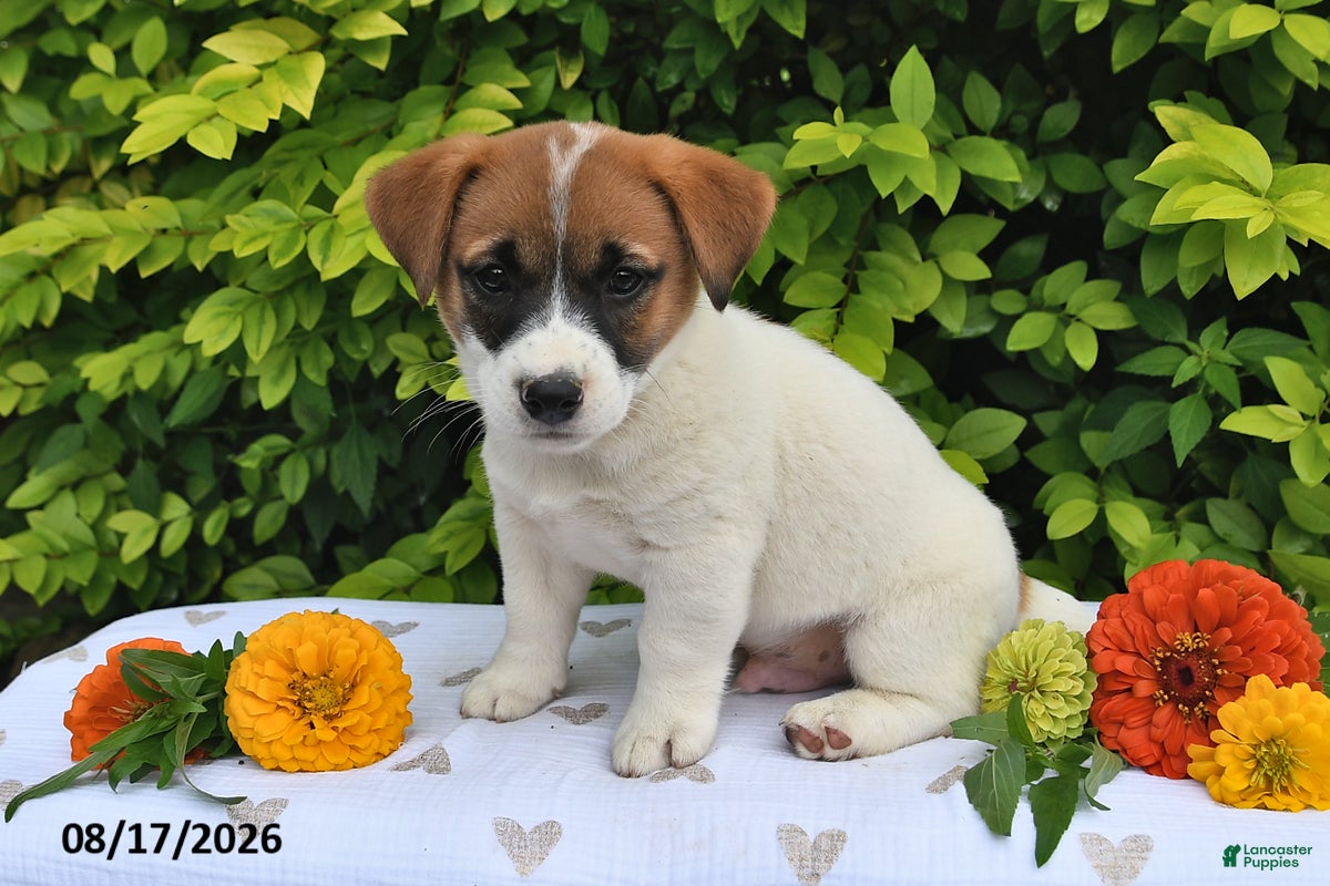 Mixed Breed dogs Dack - Ad 2