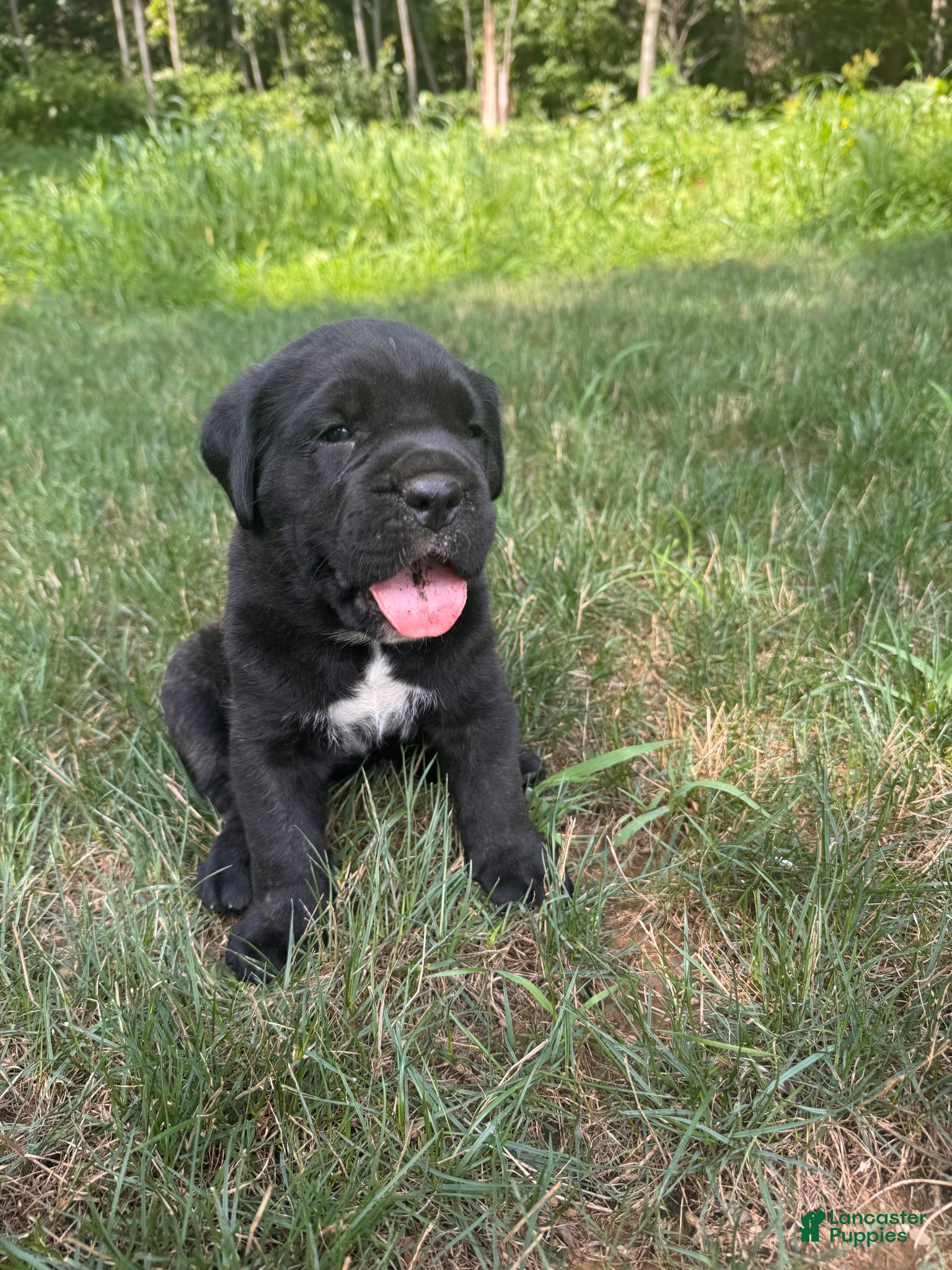 Cane Corso dogs Max - Ad 2