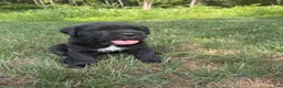 Cane Corso dogs for sale: Max - Ad 2