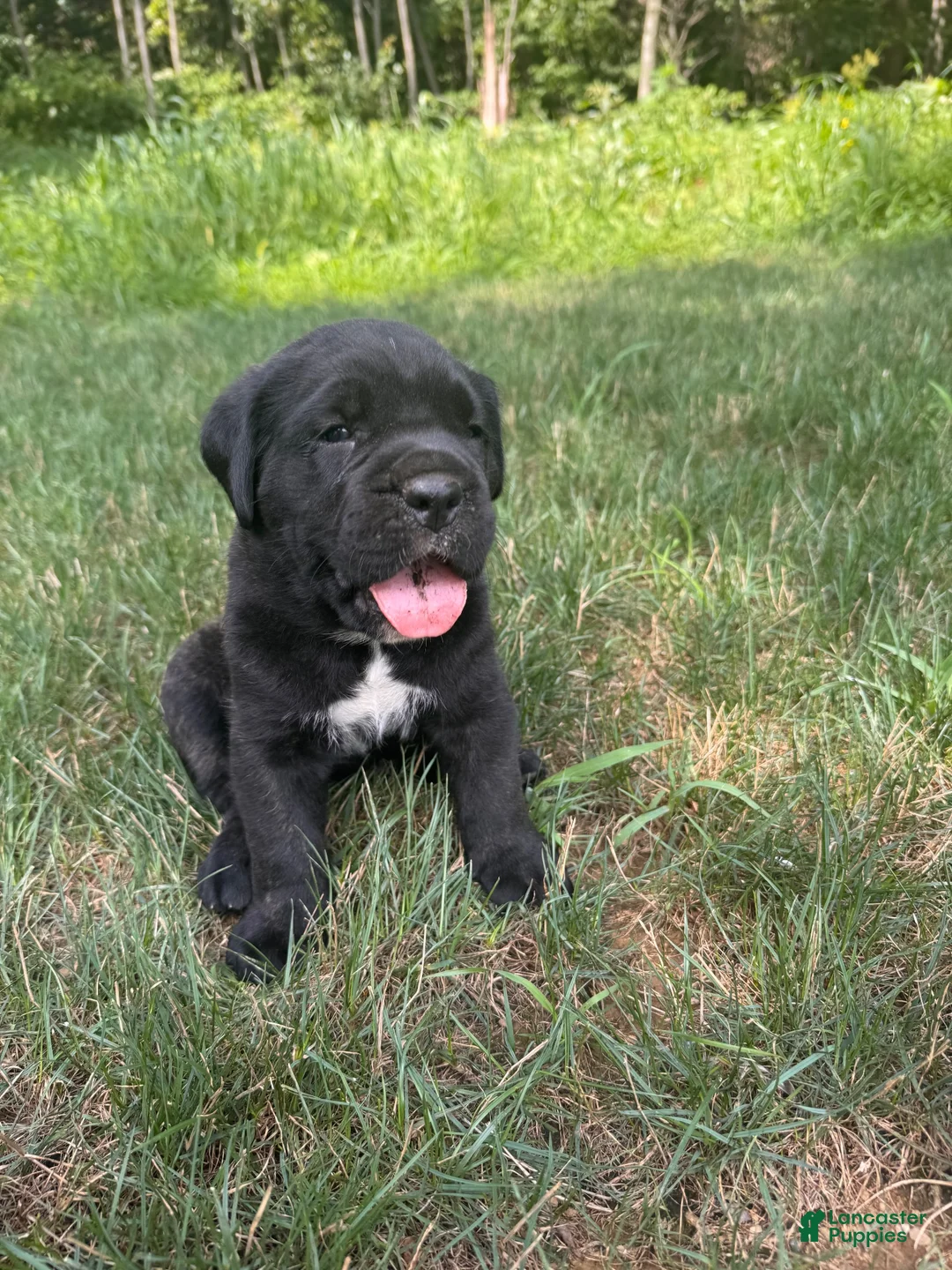 Cane Corso dogs for sale: Max - Ad 2