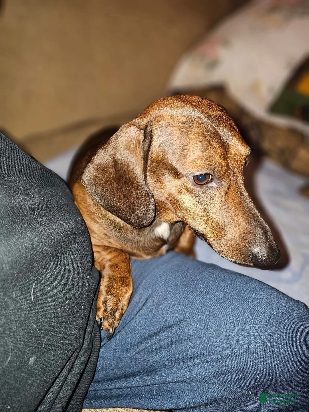 Dachshund dogs for sale: Hollee - mini - Ad 12