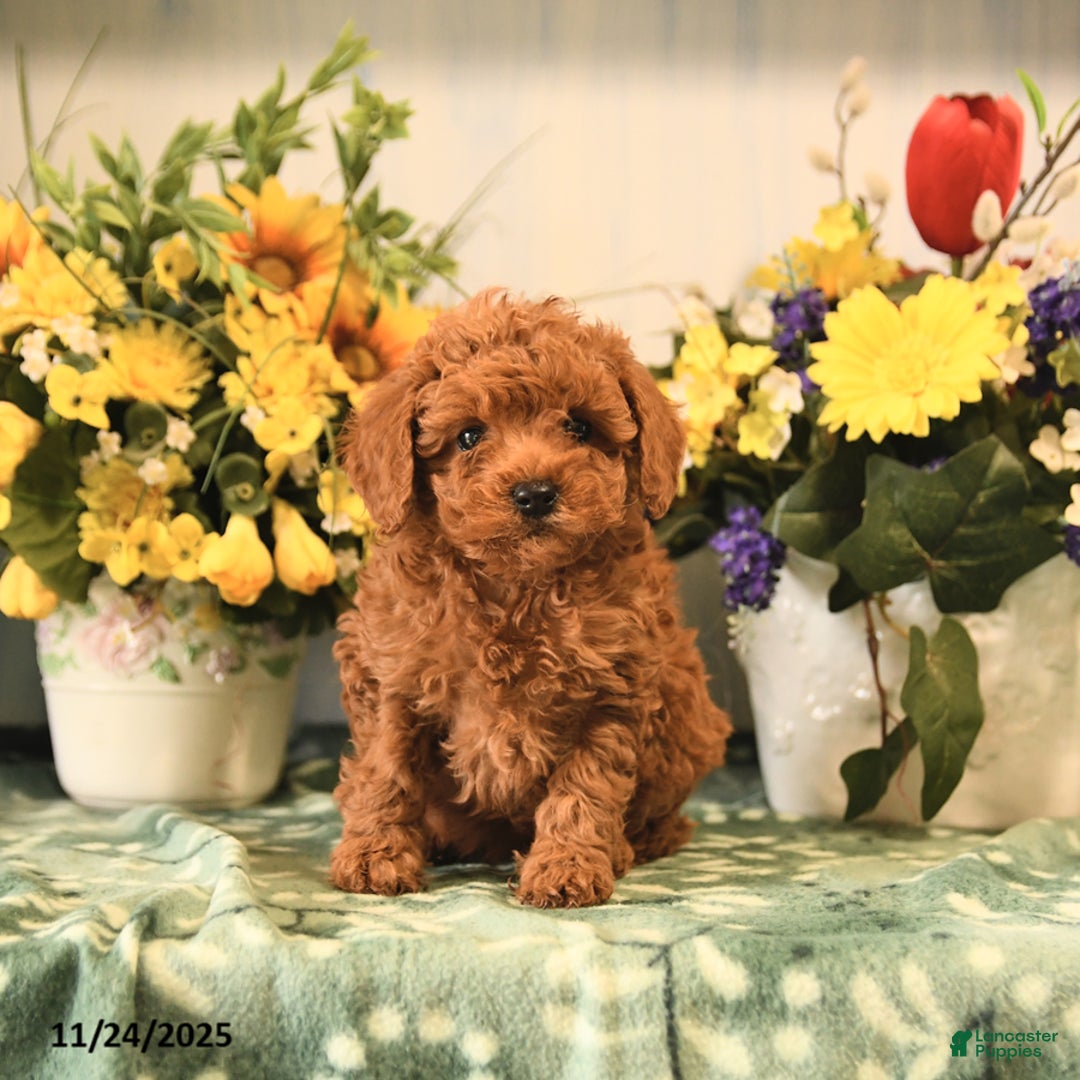 Miniature Poodle dogs for sale: Lucy - Ad 2
