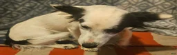 Chihuahua dogs for sale: Elmo (Fully Trained) - Ad 11