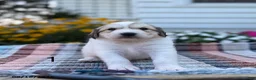 Great Pyrenees dogs for sale: Rhonda - Ad 1