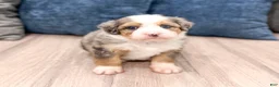 Mini Bernedoodle dogs for sale: Angel  - Ad 3