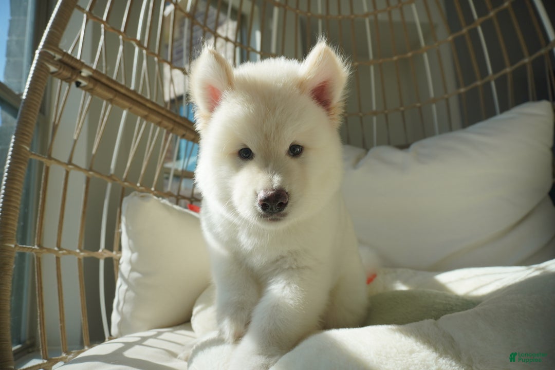 Alaskan Malamute dogs for sale: Nan Nan - Ad 9