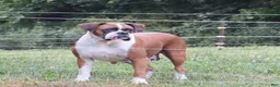 Boxer dogs for sale: Paisley - Ad 14