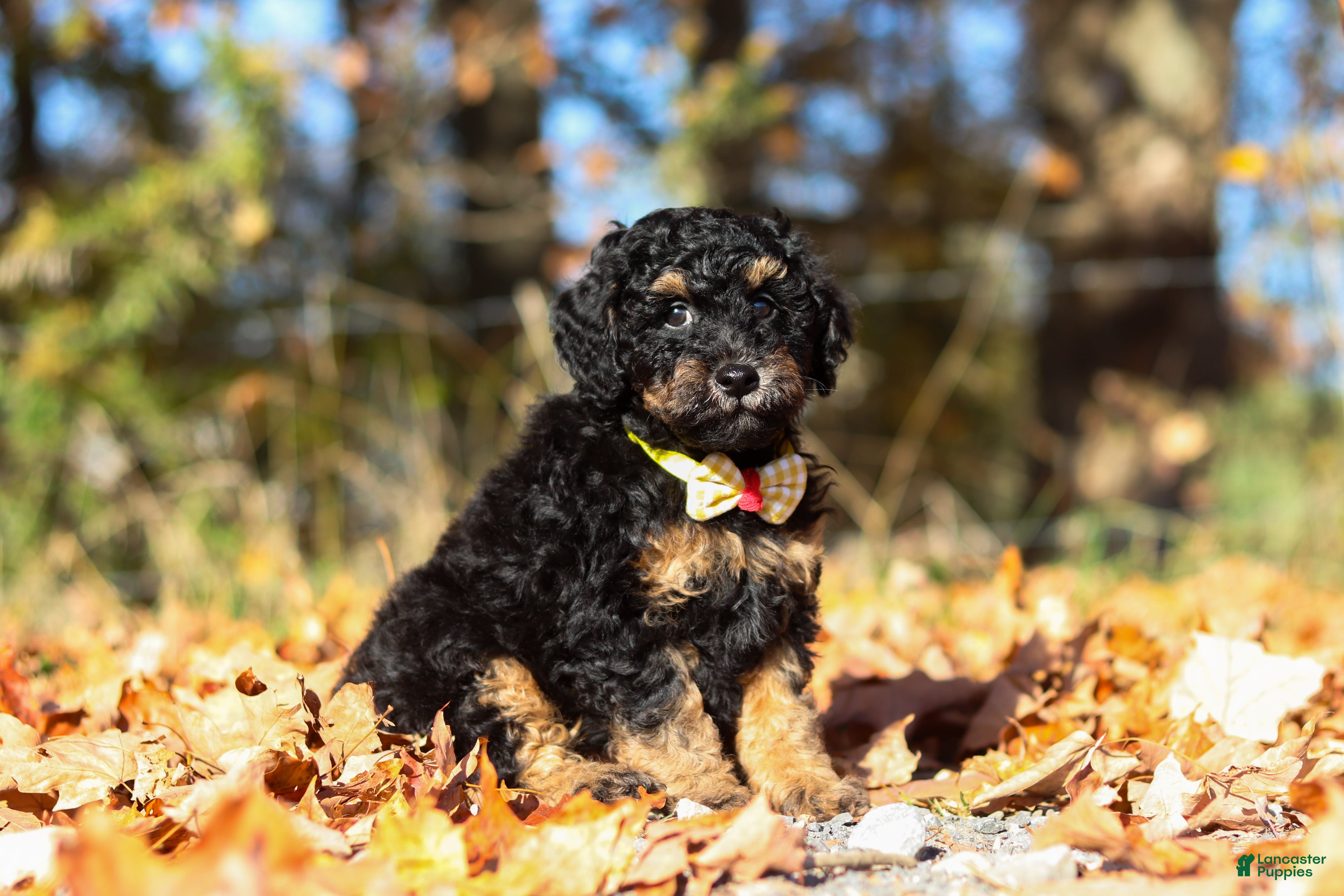 Miniature Poodle dogs for sale: Sterling (AKC) - Ad 2
