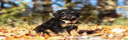 Miniature Poodle dogs for sale: Sterling (AKC) - Ad 2