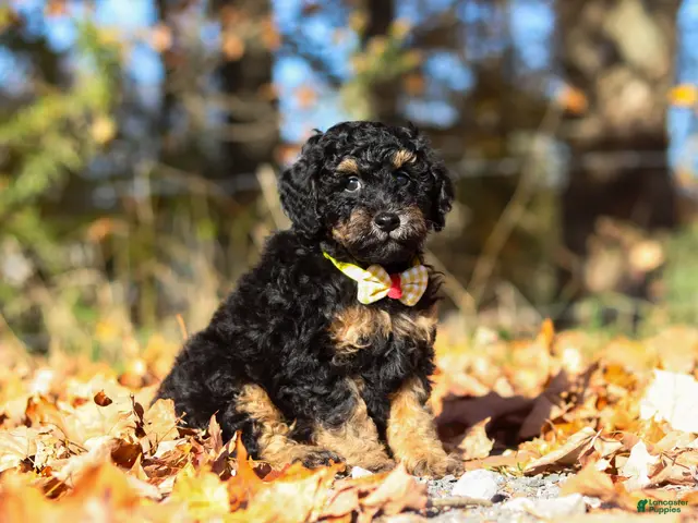 Miniature Poodle dogs for sale: Sterling (AKC) - Ad 2