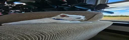 West Highland Terrier dogs for sale: Tucker - Ad 5