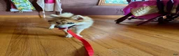 Pomsky dogs for sale: Reese - Ad 2