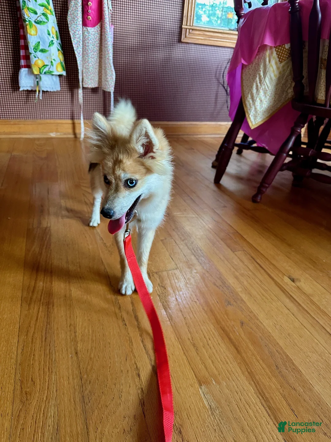 Pomsky dogs for sale: Reese - Ad 2
