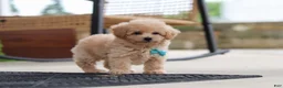 Maltipoo dogs for sale: Kenny - Ad 5