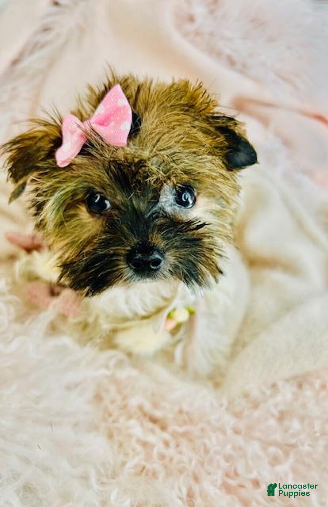 Biewer Terrier dogs for sale: Biewer Terrier Puppy 1 - Ad 4